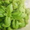 Basil
