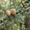 Cedarwood