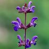 Clary Sage