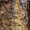 Copaiba