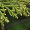 Cypress