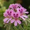Geranium