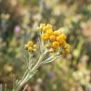 Helichrysum