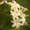 Jasmine
