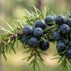 Juniper Berry