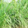 Lemongrass
