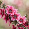 Manuka