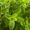 Marjoram