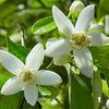 Neroli Touch