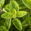 Oregano