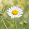 Roman Chamomile