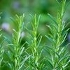 Rosemary
