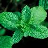 Spearmint