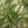Tea tree