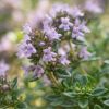 Thyme
