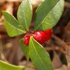 Wintergreen
