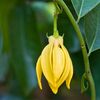 Ylang Ylang
